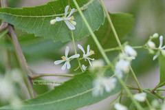 Azadirachta indica